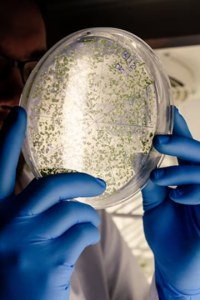 Mold Testing